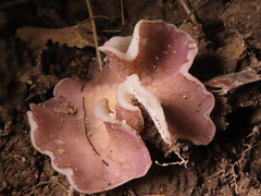 Malvipezia emileia
