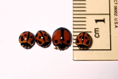 Coelophora biplagiata