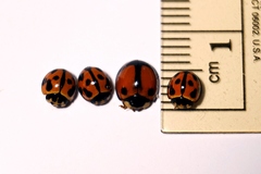 Coelophora biplagiata