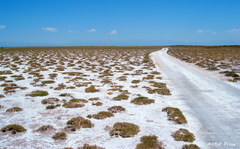 Frankenia juniperoides