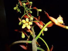 Souroubea sympetala