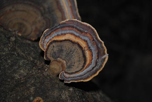 dark-footed tinypore