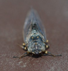 Tettigettula pygmea