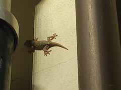 Tarentola mauritanica