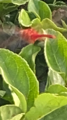 Crocothemis servilia