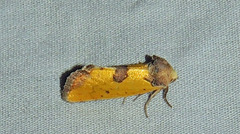 Stiria sulphurea