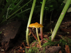Pluteus admirabilis