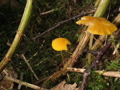 Pluteus admirabilis