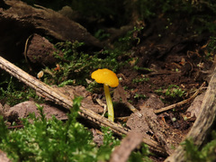 Pluteus admirabilis