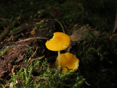 Pluteus admirabilis