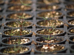 Cupressus guadalupensis