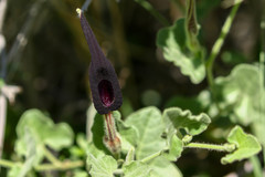 Aristolochia wrightii