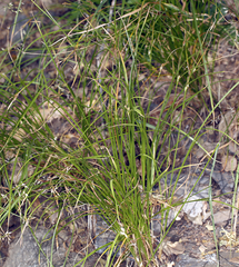Carex tompkinsii