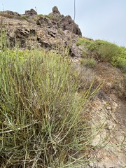 Ephedra californica