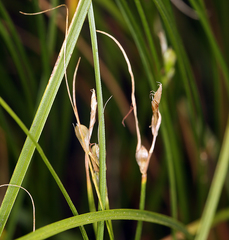 Carex tompkinsii