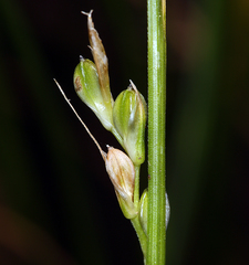 Carex tompkinsii