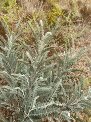Astragalus trichopodus