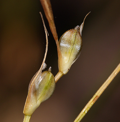 Carex tompkinsii