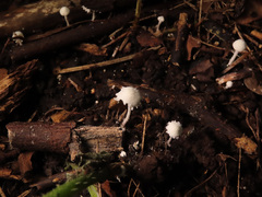 Cystolepiota seminuda