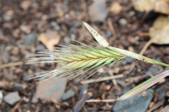 Hordeum murinum leporinum