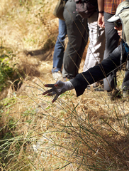 Elymus stebbinsii
