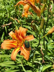 Cotinis nitida