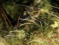Elymus stebbinsii