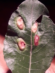 Euura bridgmanii