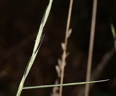 Elymus stebbinsii