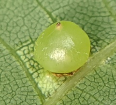 Caryomyia deflexipili
