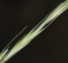 Elymus stebbinsii