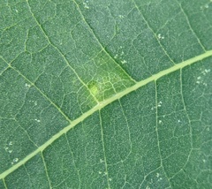 Caryomyia deflexipili