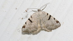 Macaria subcessaria