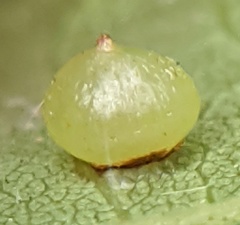 Caryomyia deflexipili