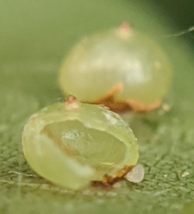 Caryomyia deflexipili