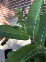 Danaus plexippus