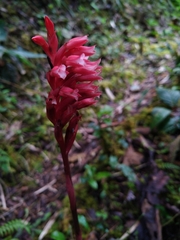 Stenorrhynchos speciosum