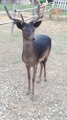 Cervini