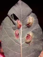 Euura bridgmanii