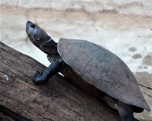 Madagascar Big-headed Turtle