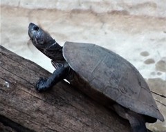 Madagascan Big-Headed Turtle photo 2