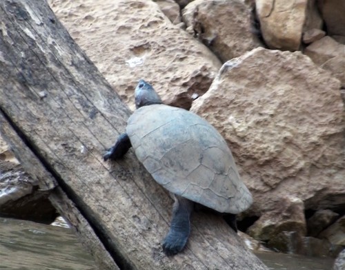 Madagascar Big-headed Turtle