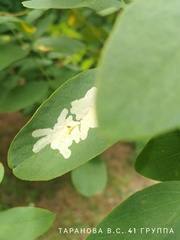 Parectopa robiniella