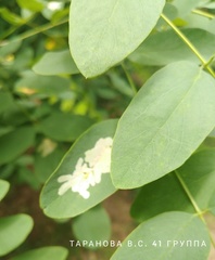 Parectopa robiniella