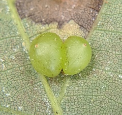 Caryomyia deflexipili
