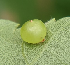 Caryomyia deflexipili