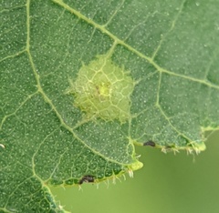 Caryomyia deflexipili