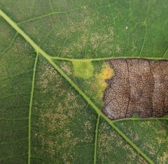 Caryomyia deflexipili