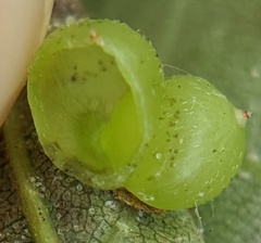 Caryomyia deflexipili