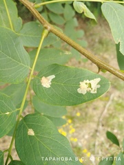 Parectopa robiniella